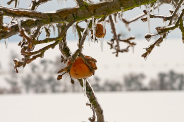 Eisregen