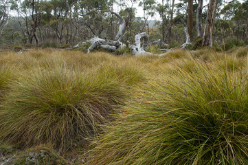 Cradle Mountain Tasmania, view across the Button grassland at Dove lake 