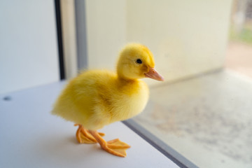 little yellow duck is on the window. 