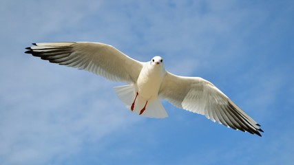 Single seagull in the blue sky. Lovely seagull looking straight at the camera