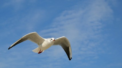 Obraz premium Single seagull in the blue sky. Lovely seagull looking straight at the camera