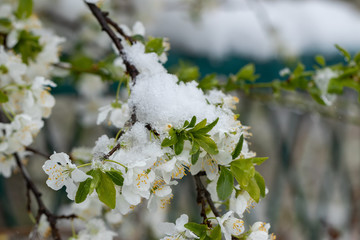 Spring, unexpected cooling. Snow on flowering trees, plum blosso