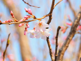 淡墨桜
