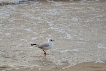 Close up on the one white gull walking on a sea shore.