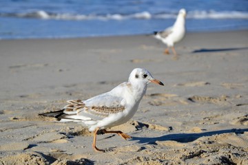 Two beautiful white gulls with shadows, walking on a sandy beach during the summer, sunny day