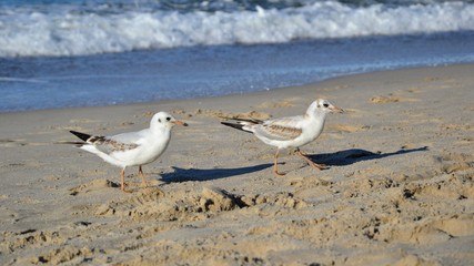 Two beautiful white gulls with shadows, walking on a sandy beach during the summer, sunny day. Panoramic view