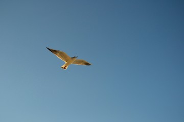 Single seagull in the blue sky. 