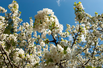 Ramas de cerezo en flor. Prunus cerasus.