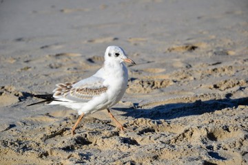 Close up on the one white gull walking on a sandy beach during the summer, sunny day. 