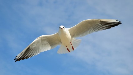 Single seagull in the blue sky. Lovely seagull looking straight at the camera. Panoramic shot