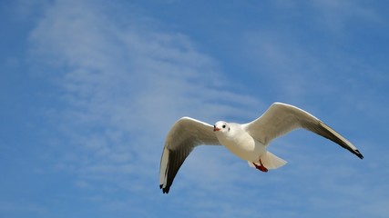 Single seagull in the blue sky. Panoramic shot