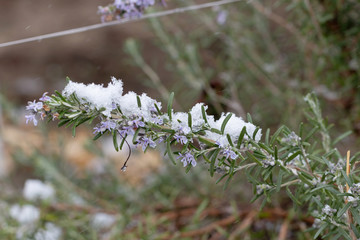 Spring, unexpected cooling. Rosemary flowering snow branch