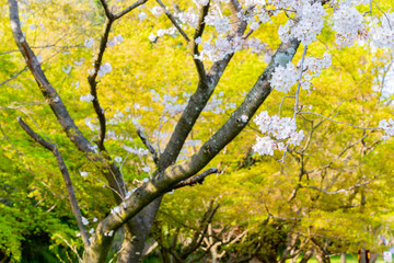 開花