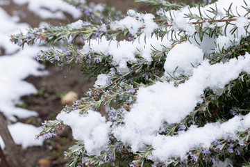 Spring, unexpected cooling. Snow flowering rosemary bush