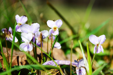 spring crocus flowers