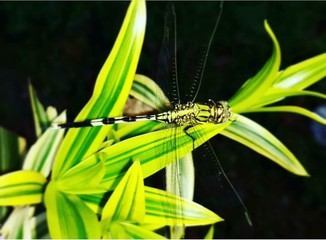 A dragonfly found it's reverie in greenery.