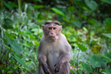 macaque staring at you