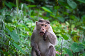 macaque open mouth