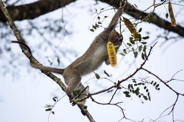 macaque on tree