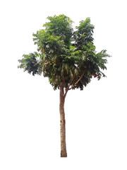 Cassod tree, Thai copperpod tree isolated on white background. Senna siamea (Lam.) Irwin and...