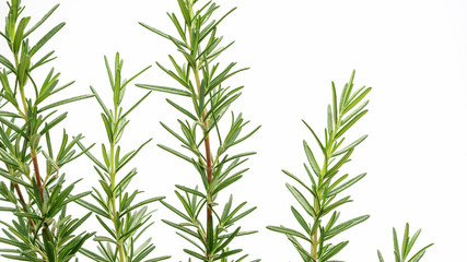 Green rosemary plant on a white background.