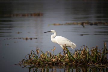 great blue heron in water