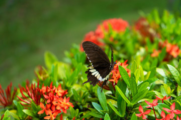 Incredibly beautiful day tropical butterfly Papilio maackii pollinates flowers. Black-white...