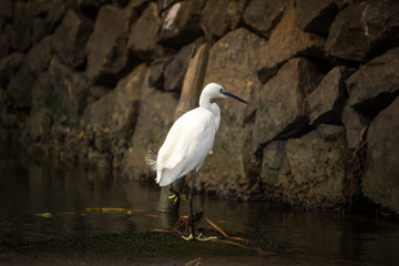 great blue heron in water