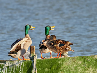 Mallards, Anas platyrhynchos, on a jetty in Cullera, Spain