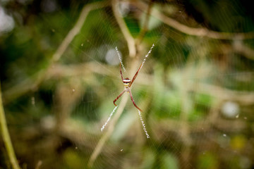 spider on jungle