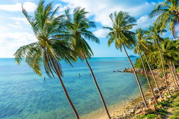 Fototapeta na wymiar The shore of a tropical island. Beach by the ocean. Palm trees overhang a water