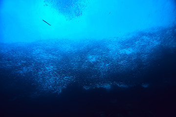 Fototapeta na wymiar diving into water / sea scene, rest in the ocean, wildlife under water