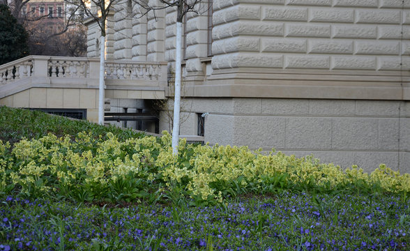 flower bed with spring yellow flowers Vinca minor and Primula verna Brunnera macrophylla bloom on flowerbed in large groups much in background house