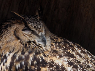 Sleeping Eurasian Eagle Owl