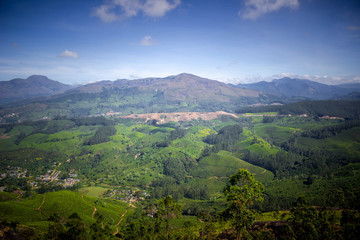 tea plantation