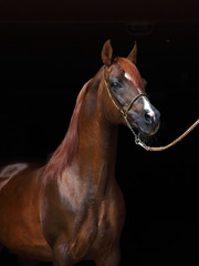 Fototapeta na wymiar Beautiful chestnut arabian horse isolated on black background