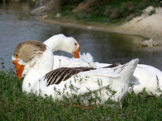 Goose and goose.