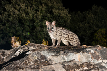 Genet