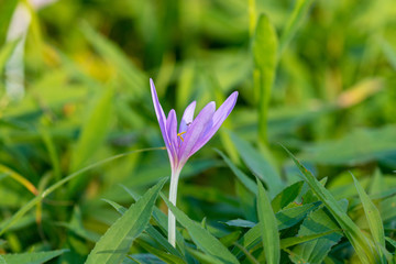 Colchicum autumnale, commonly known as autumn crocus