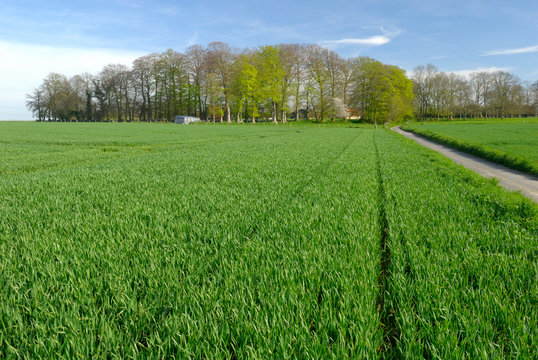 Champ de bl&eacute; en bord de route