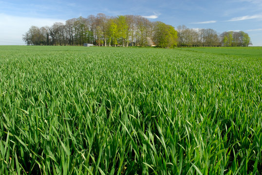 Champ de bl&eacute; en bord de route