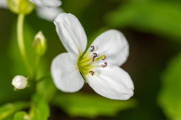 Forest flowers (Cardamine) in the spring
