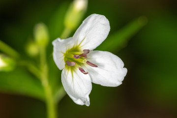 Fototapeta na wymiar Forest flowers (Cardamine) in the spring