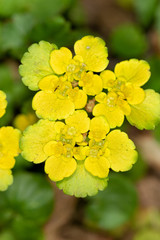 Cklose-up of Chrysosplenium alternifolium, alternate-leaved golden-saxifrage