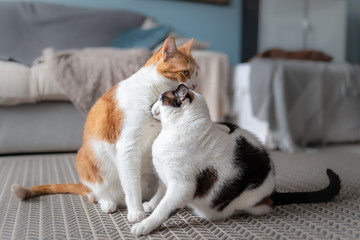 gato blanco y marron de ojos amarillos y gato gordo blanco y negro, juegan y juntas sus cabezas