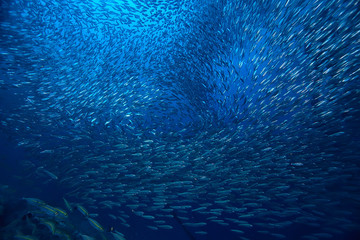 scad jamb under water / sea ecosystem, large school of fish on a blue background, abstract fish...