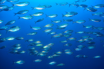 Obraz premium scad jamb under water / sea ecosystem, large school of fish on a blue background, abstract fish alive