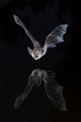Long eared bat reflection