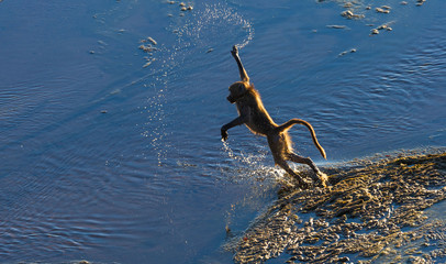 Baboon Pirouette  © Rob