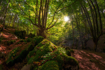 Fototapeta na wymiar A magestic beech in a moody forest composition in springtime with the sun lighting the whole scene
